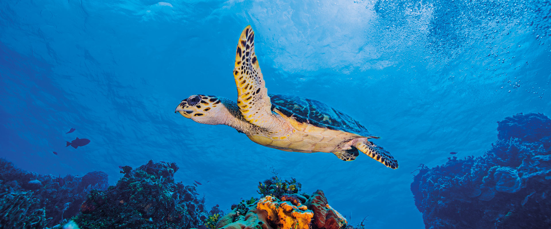 Cozumel, vida subacuática