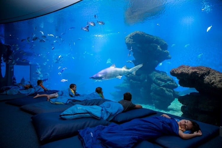 Jueves bajo el mar con Palma Aquarium: Los tiburones.