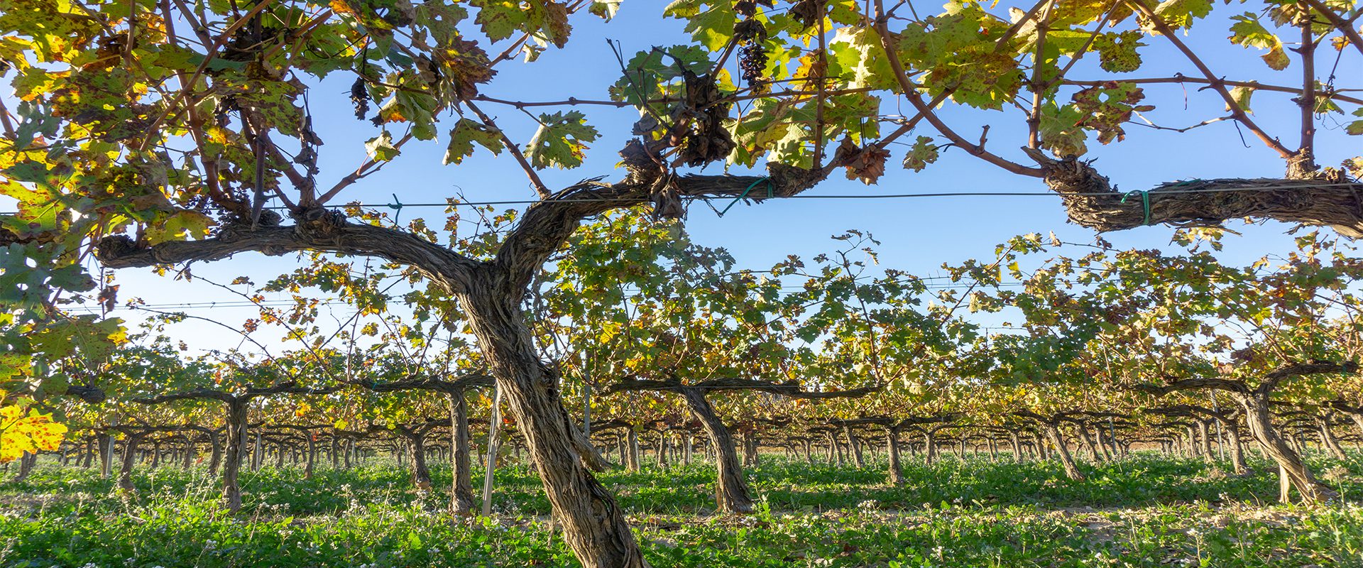 Las mejores fiestas del vino en España.