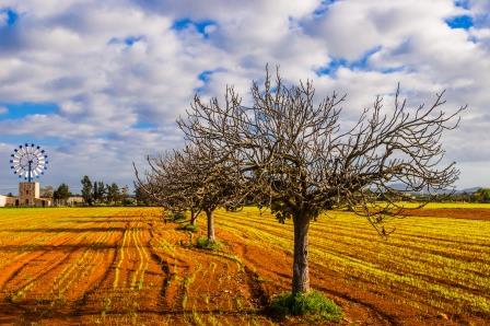 10 cosas que hacer en Mallorca en Navidad