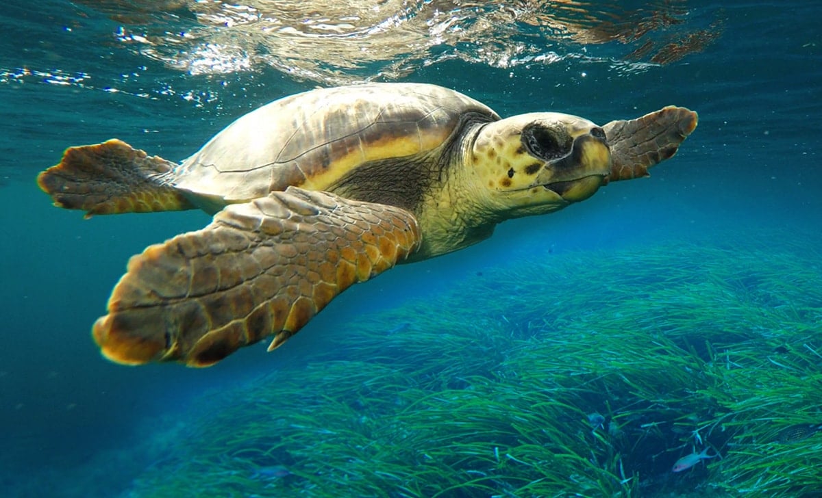 Jueves bajo el mar con Palma Aquarium-Tortugas y cetáceos.